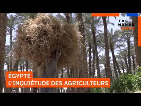 Égypte : La hausse des engrais inquiète le monde agricole thumbnail