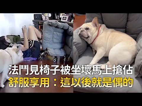 法鬥見椅子被坐壞馬上搶佔　舒服享用：這以後就是偶的 ｜#寵物雲 thumbnail