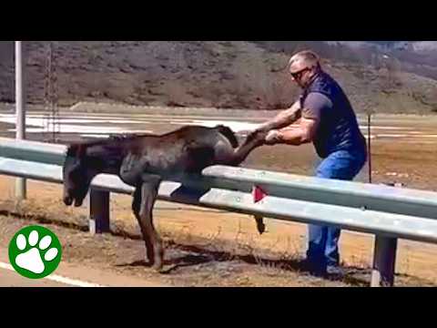 Brave Man Rescues Baby Wild Horse 👏❤️ thumbnail