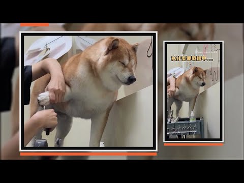 柴柴不愛剪指甲　全程閉眼不忍直視XD thumbnail