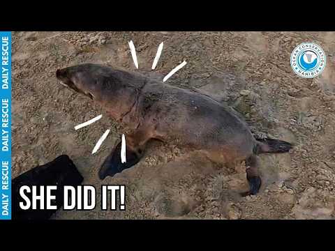 She Traveled From Canada To Save This Entangled Seal Pup thumbnail