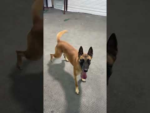 dog coach #dog #dogcoach #dog #dogs #dogcoach #dogtraining #dogtrainer #puppytraining #doglover thumbnail