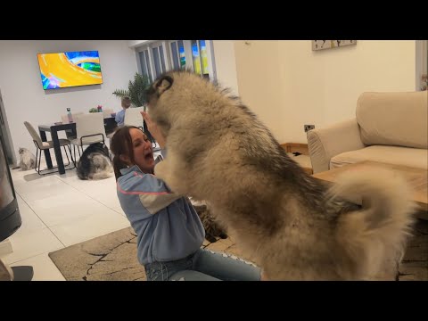 Attacked By A Giant Fluff Ball! Danger Of Big Dogs!! thumbnail
