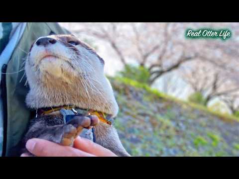 [元ネタ] 春の陽だまりの中、桜舞う川辺でまったり過ごすカワウソたちが平和すぎる So Peaceful... Otters relaxing under cherry blossoms thumbnail
