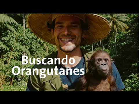Buscando ORANGUTANES en Borneo | Alan por el mundo Malasia #4 thumbnail