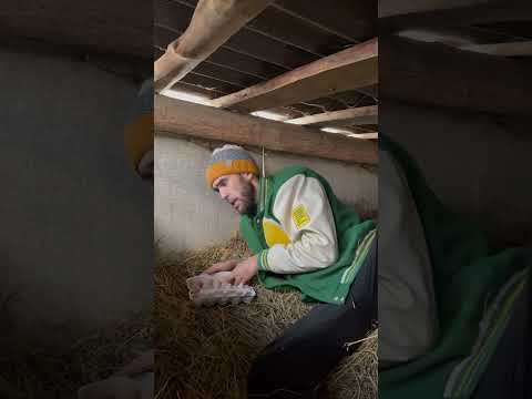 Деревенский эксперимент thumbnail