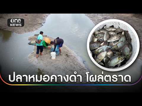 "ปลาหมอคางดำ" โผล่ตราด จับได้ร้อยกิโลกรัม | ข่าวเช้าช่องวัน | สำนักข่าววันนิวส์ thumbnail