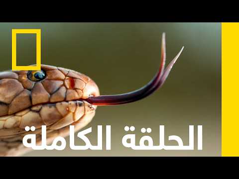 ليلة مظلمة | ثعابين في المدينة | ناشونال جيوغرافيك أبوظبي thumbnail