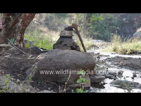 Traditional Mahua liquor distillation in a rural forested region of Maharashtra thumbnail