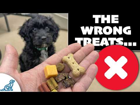 My Puppy Won't Take Treats In Training (How To Fix It) thumbnail