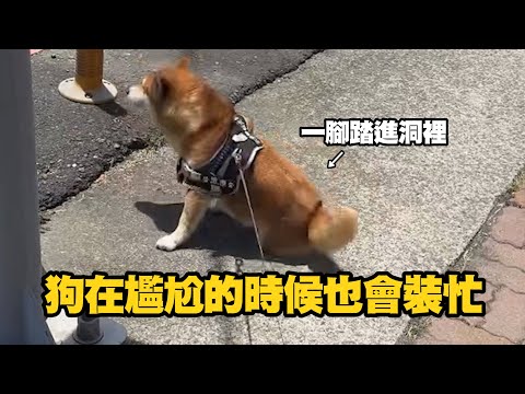 狗在尷尬的時候也會裝忙　柴犬一腳踏進洞裡秒裝沒事XD thumbnail