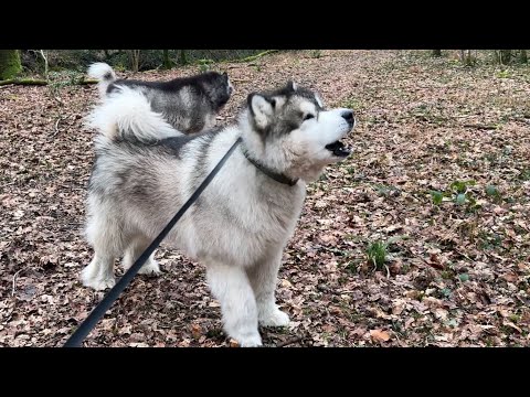 World's Scariest Guard Dog! (What Would You Do??) thumbnail