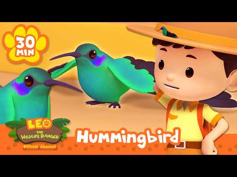 CAN YOU SPOT THIS BIRD WITH SUPER SPEED? | Leo the Wildlife Ranger | Learning Animal Cartoons thumbnail