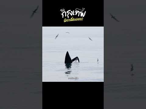 สมุทรสาคร นั่งเรือออกจากฝั่งแค่ 15 นาที…ก็ได้เจอวาฬใกล้ขนาดนี้! #travel #whale thumbnail
