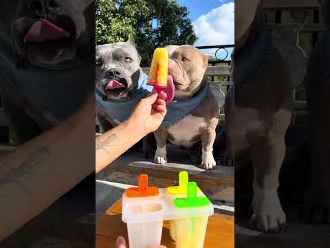 Picolé de Abacaxi 🍍 com Água de Coco 🥥 para Meus American Bullys 🐾🐾 thumbnail