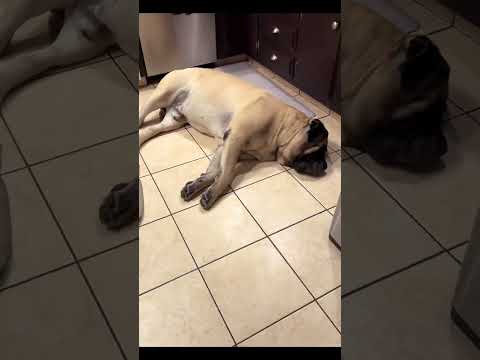 #dog #funny #sleeping #sleepingdogs #relax thumbnail