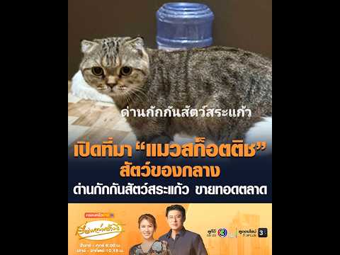 เปิดที่มา “แมวสก็อตติช” สัตว์ของกลาง ด่านกักกันสัตว์สระแก้ว ขายทอดตลาด thumbnail