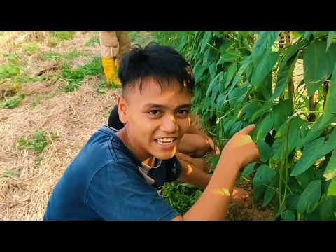 crita comedy bidayuh ?? thumbnail