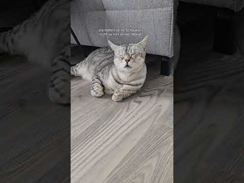 Die Kommentare der Katzen bei der Vergesellschaftung thumbnail