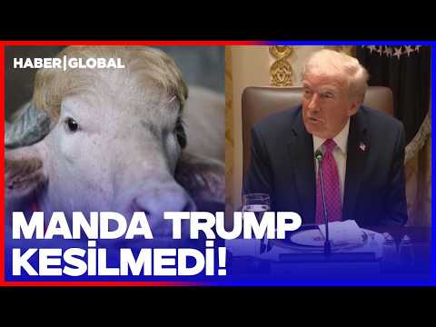 Trump'a Benzerliği Hayatını Kurtardı! Manda Trump Kesilmedi thumbnail