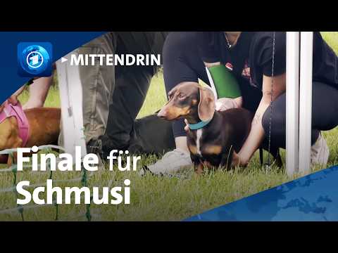 Magdeburg: Ein Dackel kämpft um den Titel | tagesthemen mittendrin thumbnail