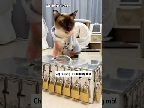 Mèo thám tử truy tìm chìa khoá hộp đồ ăn thumbnail