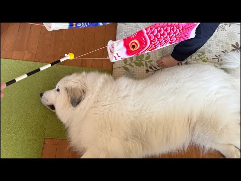 ドレミの歌グレートピレニーズ がライブ配信中！こどもの日！！！1時間くらい！ thumbnail