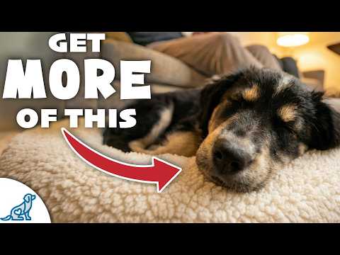 3 Indoor Games That Tire Out Your Hyper Puppy thumbnail