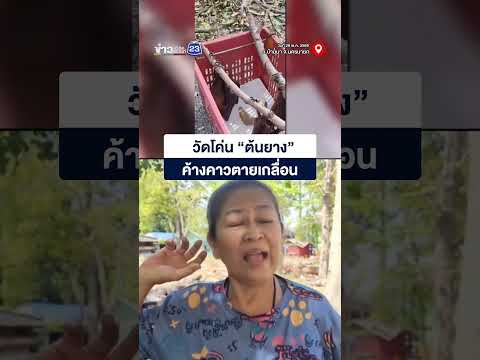 ชาวบ้านโวย! วัดโค่น “ต้นยาง” ค้างคาวตายเกลื่อน thumbnail