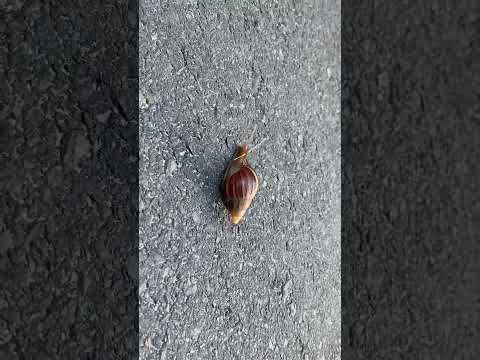 달팽이의 느린느린 걸음마 참 이쁘다... thumbnail