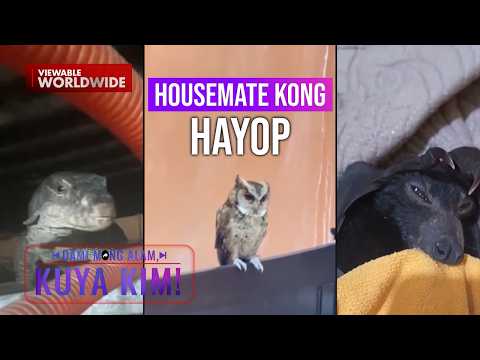 Mga kakaibang nilalang, namataan sa loob ng bahay?! | Dami Mong Alam, Kuya Kim! thumbnail
