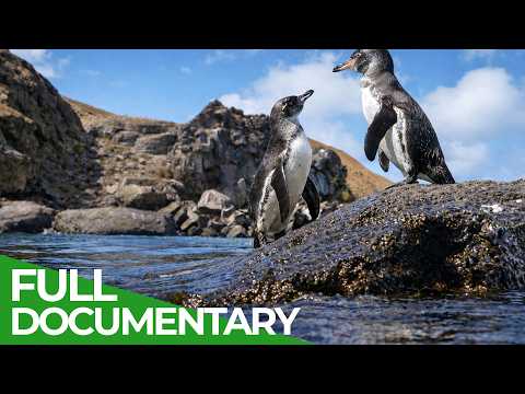 Wild Galápagos: Life in the Humboldt Current | Free Documentary Nature thumbnail