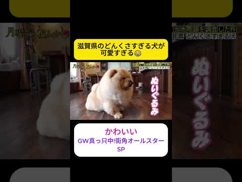 かわいい - GW真っ只中!街角オールスターSP #月曜から夜ふかし thumbnail