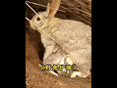 兔妈妈封死洞口堵绝生路，转头引鹰死斗半小时，这才是顶级母爱 #animals #rabbit thumbnail
