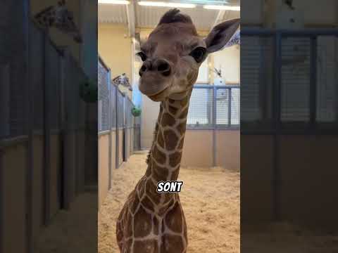 Le miracle de Chloe me girafon #giraffe #animaux #incroyable #zoo thumbnail