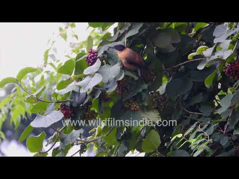Berry Hunter of the Himalaya: The Rufous Sibia gorges on Viburnum fruit thumbnail