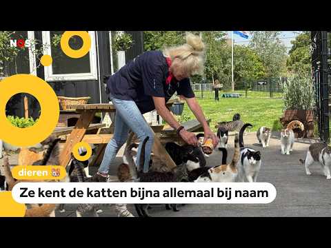 Anja zorgt voor 600 katten thumbnail