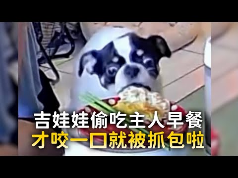 吉娃娃偷吃主人早餐　才咬一口就被抓包啦 thumbnail