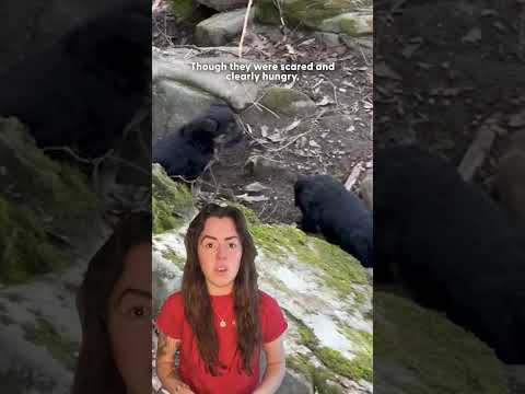 Mama Dog Leads Rescuer To A Hidden Cave To Save Her Puppies | The Dodo thumbnail
