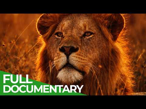 Africa’s Lion Kingdom | Free Documentary Nature thumbnail