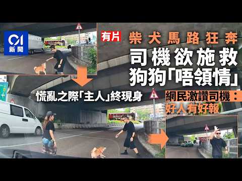 【01秒看新聞】元朗柴犬馬路狂奔　熱心司機雞咁腳捉狗待「主人」趕至獲讚 ｜01新聞｜柴犬｜馬路｜元朗｜YOHO MALL thumbnail