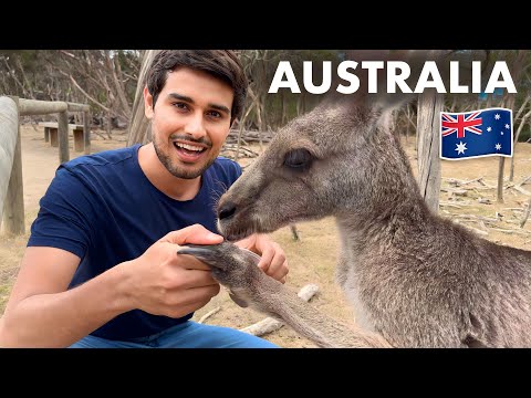Reality of Kangaroos in Australia! 🇦🇺 thumbnail