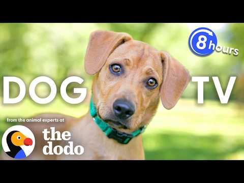 Dodo Dog TV 🐶  8 Hours of Backyard Wildlife for Curious Dogs thumbnail