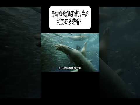 身處食物鏈底端的生命，到底有多悲催？#科普 #漲知識 thumbnail