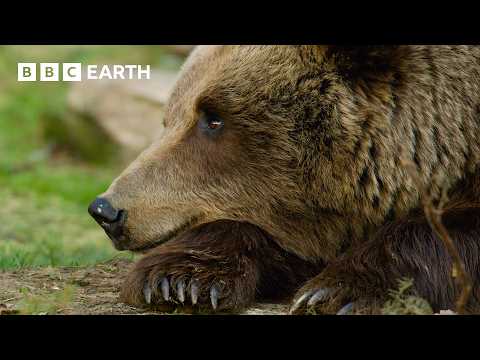 The World of Bears - Giants of the Wild | BBC Earth thumbnail