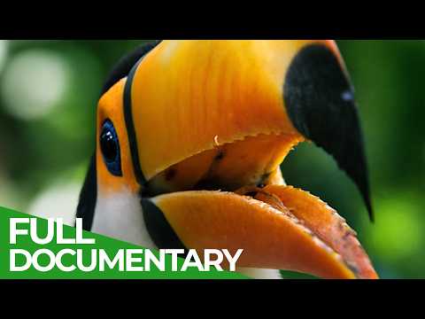 The Rainforest: The Most Diverse Habitat on Earth | Free Documentary Nature thumbnail