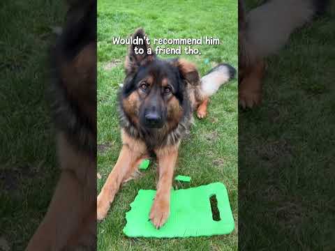 Gardening With German Shepherds thumbnail