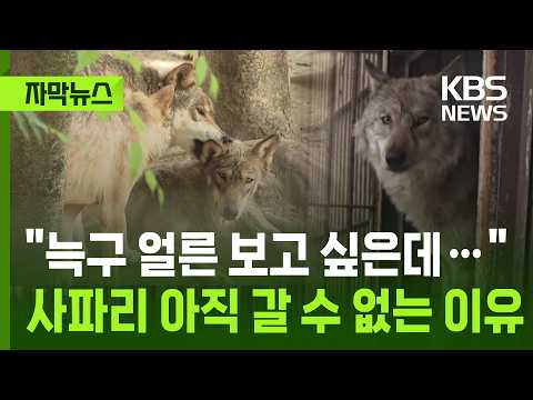 [자막뉴스] "늑구 얼른 보고 싶은데…" 사파리 아직 갈 수 없는 이유 / KBS 2026.05.23. thumbnail