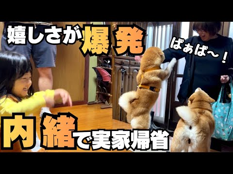 8時間かけて実家帰省…2歳の娘&柴犬達と内緒で帰ったら嬉しさ爆発 thumbnail