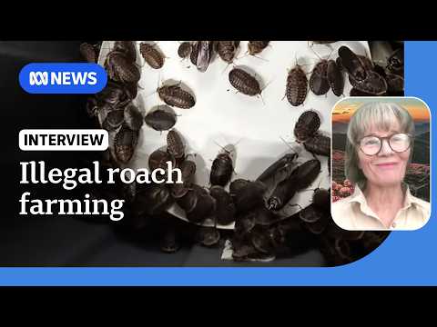 100,000 exotic cockroaches seized from alleged Bathurst breeder | ABC NEWS thumbnail